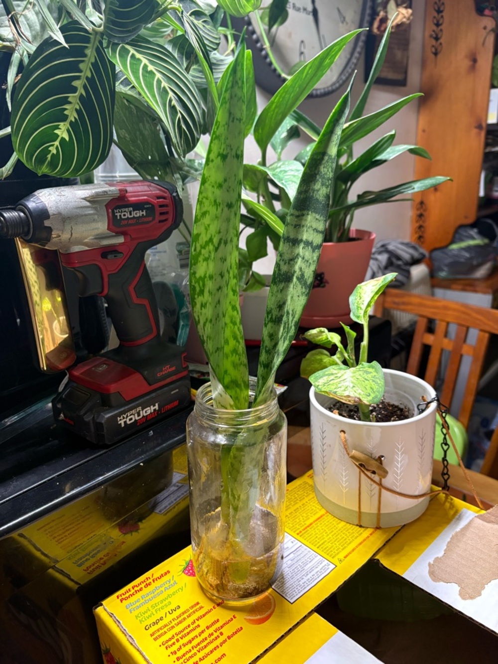 Snake Plant